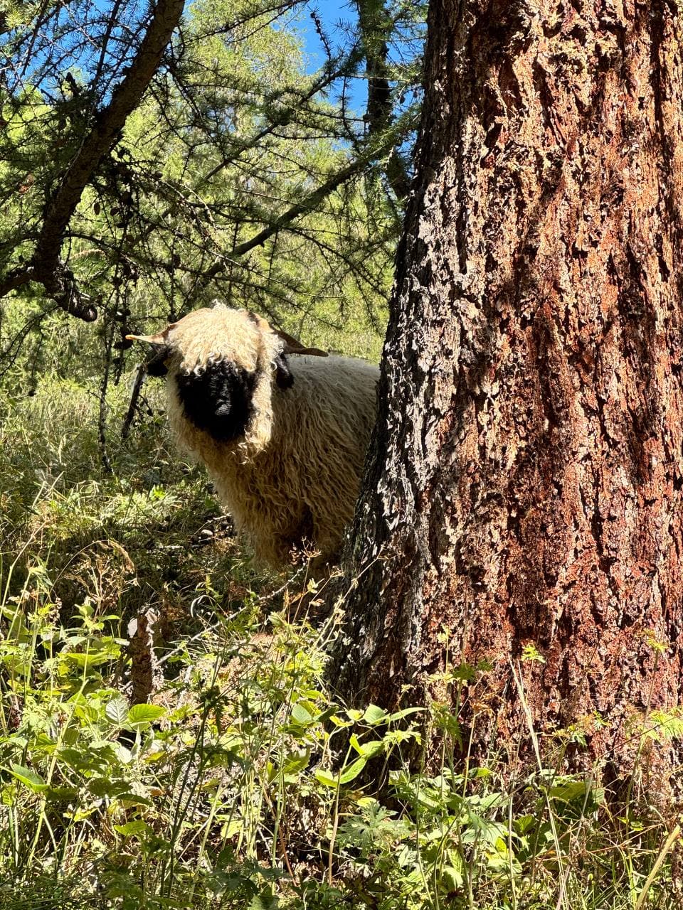 Walliser Schwarznasenschaf unter einer Lärche